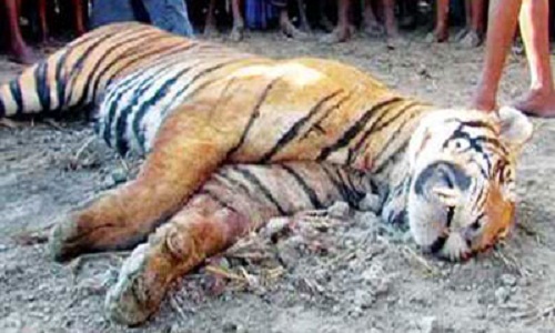 ভারতের সুন্দরবনে পর পর দু’দিনে ২ বাঘের মৃত্যু