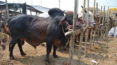 Cow