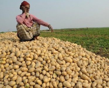 দেশে আলু উৎপাদনে রেকর্ড