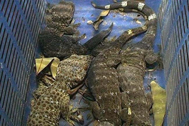 ধানমন্ডিতে অর্ধকোটি টাকার ১৫ তক্ষক উদ্ধার