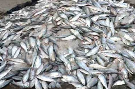গজারিয়ায় ৩০ মন জাটকা জব্দ