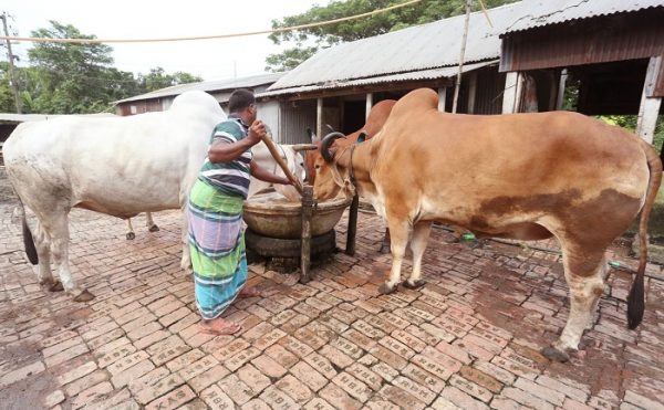 মুন্সিগঞ্জে ক্রেতার অভাবে বিপাকে খামার মালিকরা