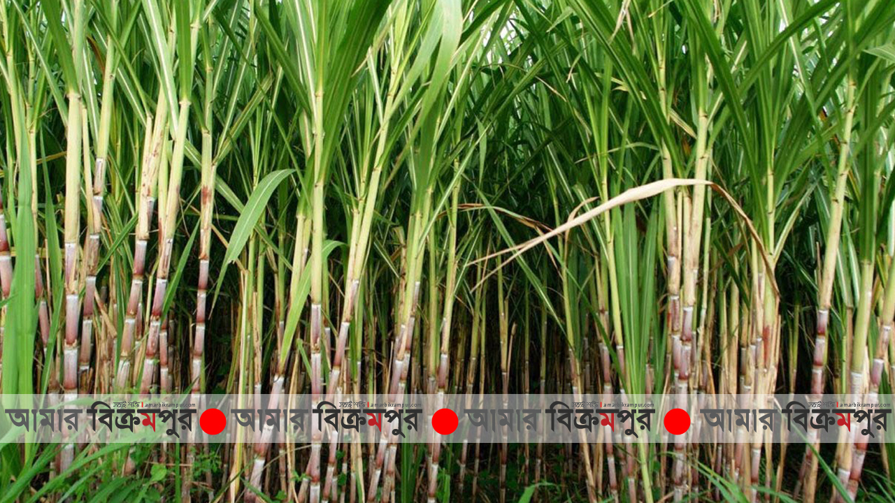 সিরাজদিখানে আখ চাষে সাফল্য