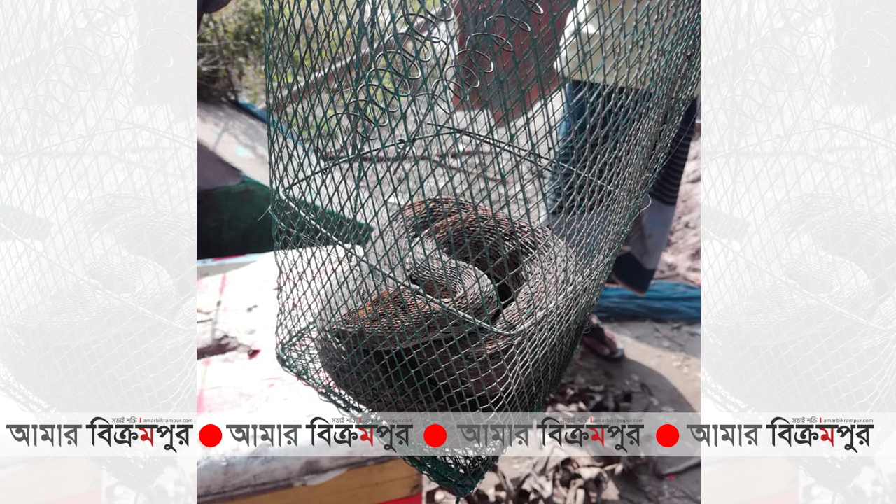 মুন্সিগঞ্জে রাসেল ভাইপার উদ্ধার, বংশ বিস্তারের সম্ভাবনা
