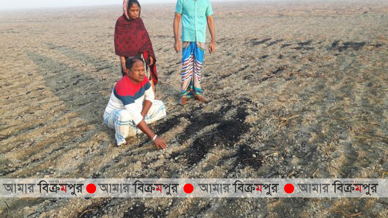 মুন্সিগঞ্জে লক্ষাধিক টাকার আলু ক্ষেত আগুন দিয়ে জ্বালিয়ে দিলো দুর্বৃত্তরা