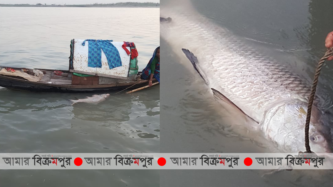 মুন্সিগঞ্জে পদ্মা নদীতে ধরা পড়লো ২০ কেজি ওজনের কাতলা