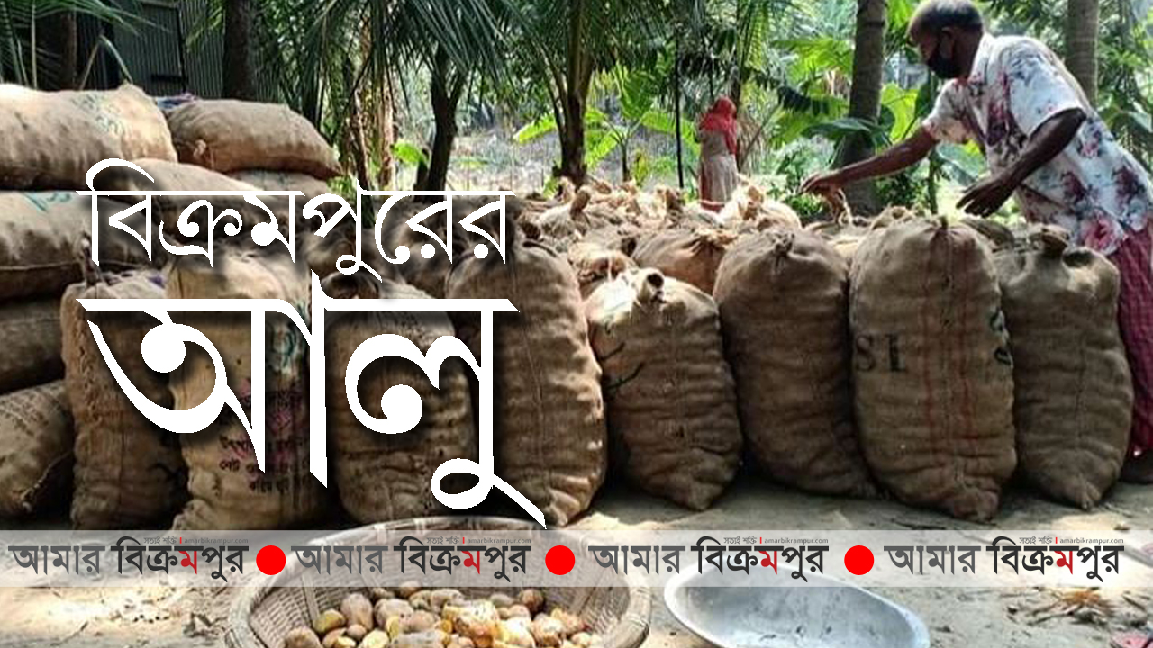 দাম ভালো, মুন্সিগঞ্জে আলু বিক্রির ধুম