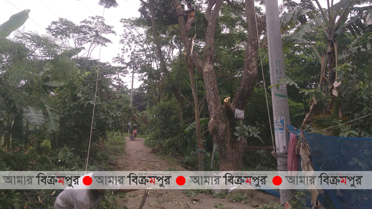 শ্রীনগরে সরকারী সম্পত্তির গাছ কর্তনের অভিযোগ