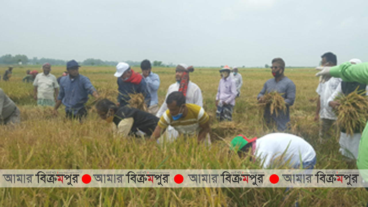 এবার আড়িয়াল বিলে ধান কাটলো কৃষক লীগ