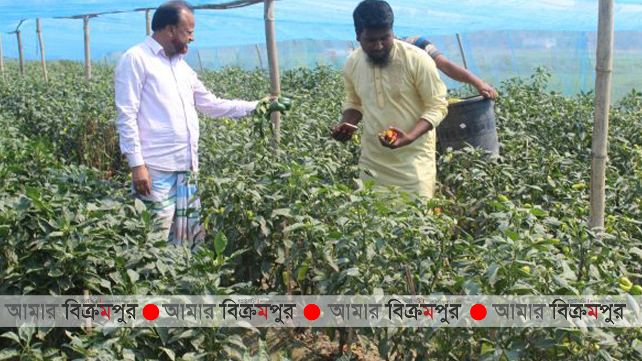করোনা: মুন্সিগঞ্জে ক্যাপসিকাম চাষ করে ক্ষতিগ্রস্ত তরুণ উদ্যোক্তারা