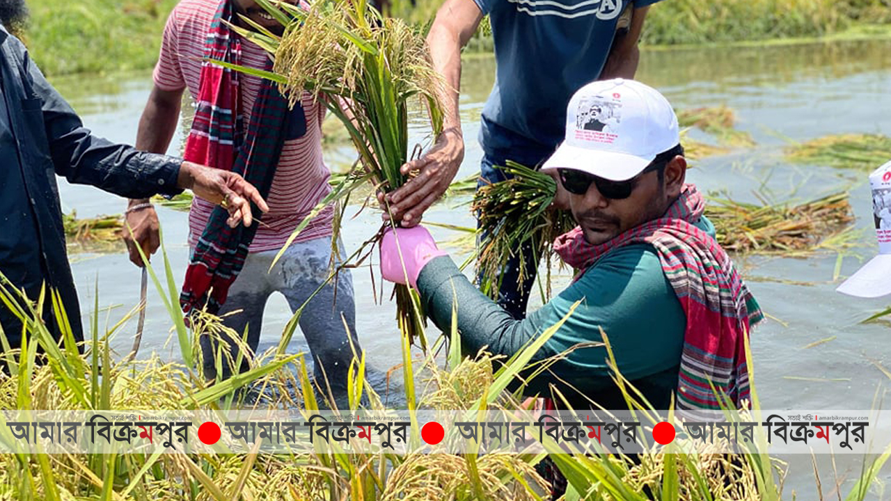 গজারিয়ায় পানিতে নেমে ধান কেটে বাড়ি পৌ‌ঁছে দিলো ছাত্রলীগ