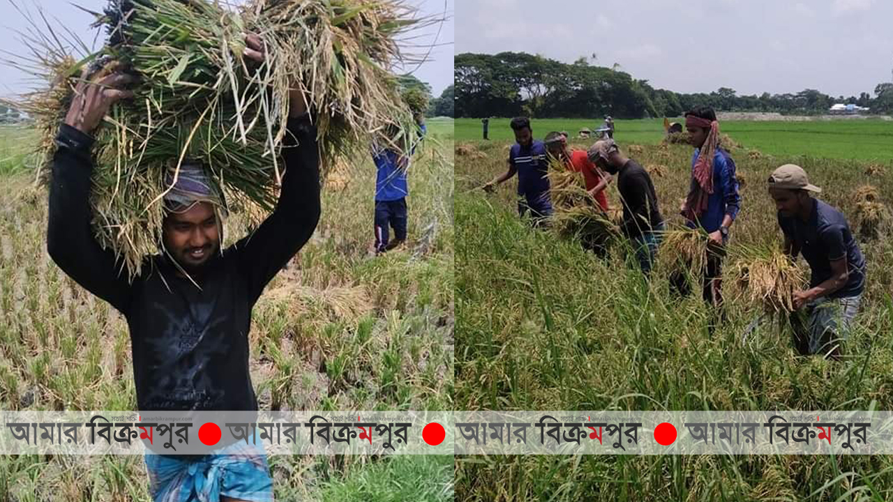 মুন্সিগঞ্জে রোজা রেখে কৃষকের ধান কেটে দিলো ছাত্রলীগ