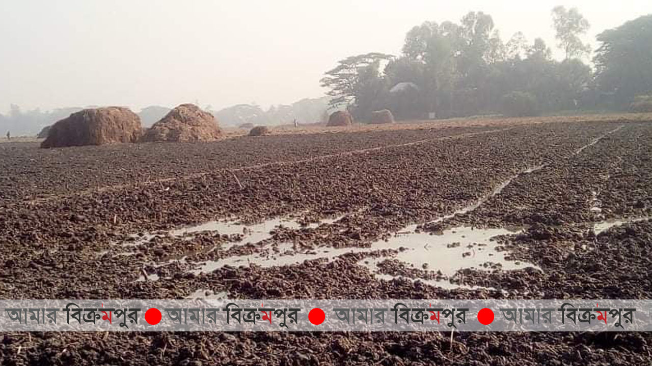 হঠাৎ বৃষ্টিতে মুন্সিগঞ্জের কৃষকদের মাথায় হাত
