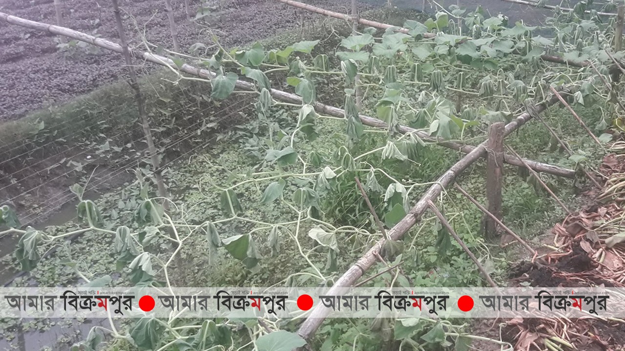 মুন্সিগঞ্জে কৃষকের লাউ গাছ কেটে লাখ টাকার ক্ষতি, থানায় অভিযোগ