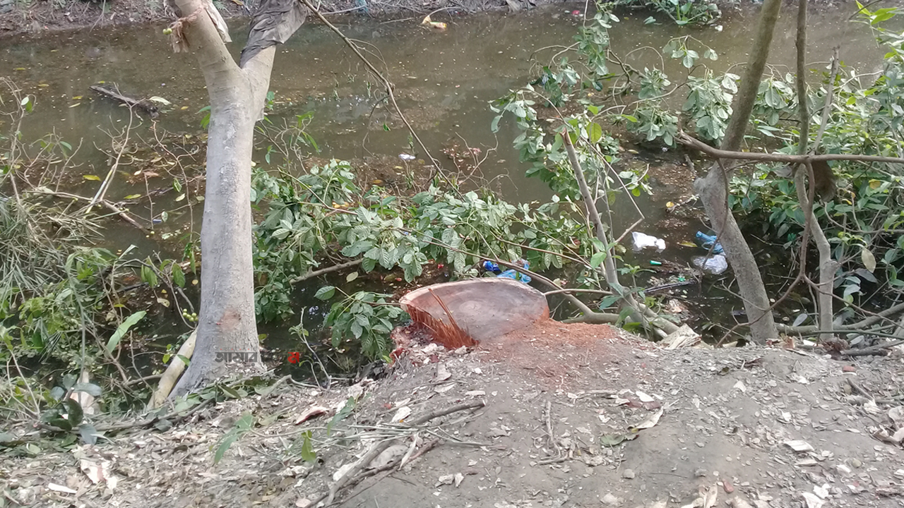 শ্রীনগরের কামারগাঁওয়ে সরকারি গাছ কর্তন