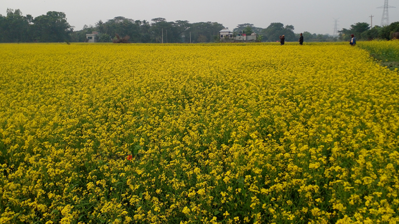 বিস্তীর্ণ আড়িয়াল বিলে হলুদের সমারোহ