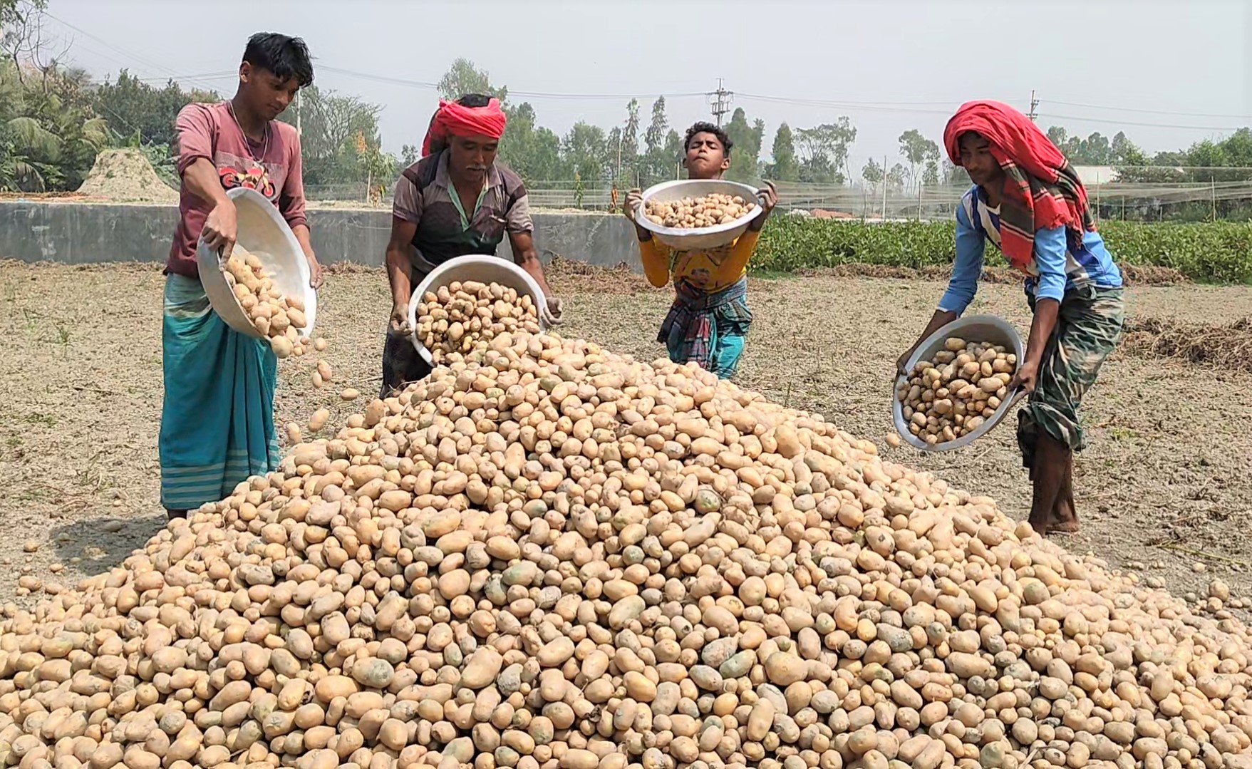 আলুর ফলন কম, চরম দুশ্চিন্তায় কৃষক