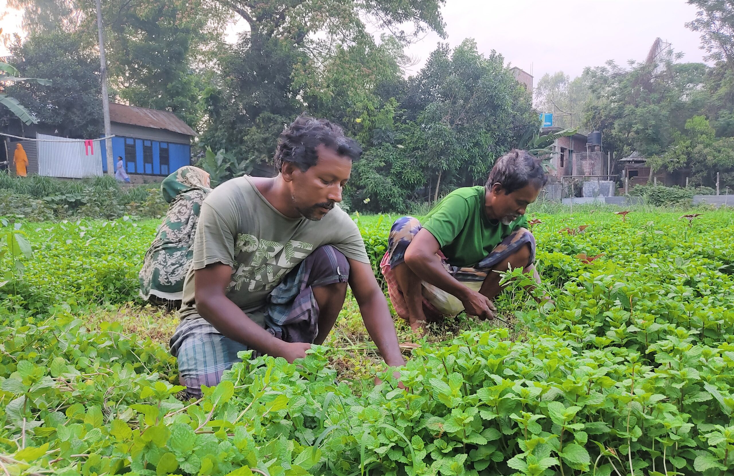 মুন্সিগঞ্জে পুদিনা পাতার চাহিদা কম, উৎপাদন বেশি