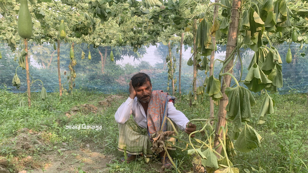 লাউ গাছের সাথে শত্রুতা কার?