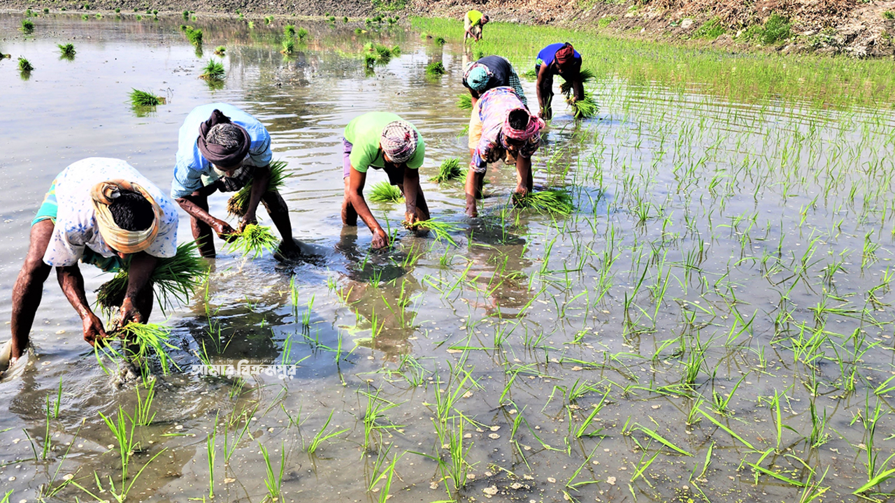 আড়িয়াল বিলে বোরো ধানের চারা রোপণে ব্যস্ত কৃষক