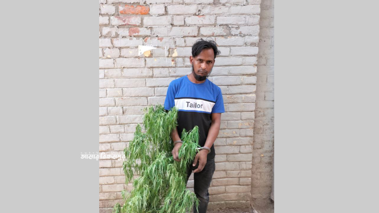 মুন্সিগঞ্জে গাঁজা গাছ ও ইয়াবাসহ আটক যুবকের এক বছরের জেল